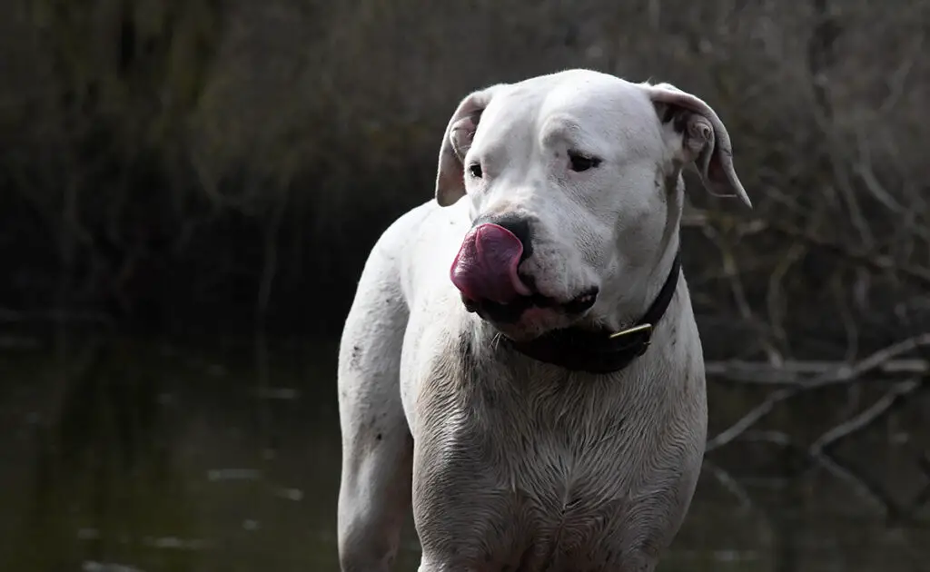 eduquer dogue argentin 152013 1200 738