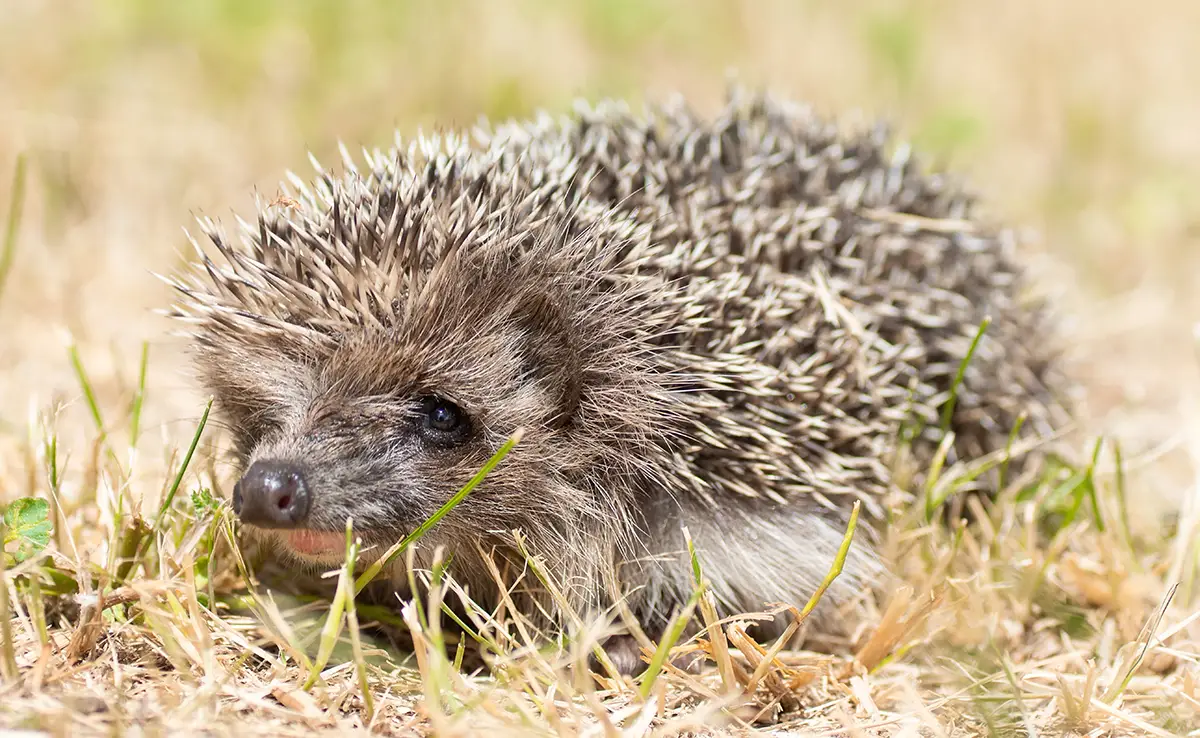 De egel is ook een spiritueel wezen: welke symbolen? Welke betekenissen?