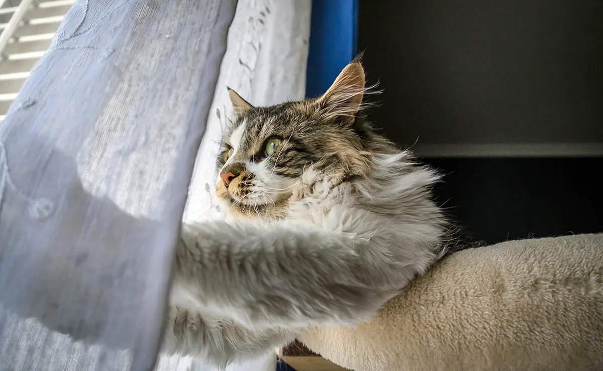 inciter chat rester maison 145624 1200 738