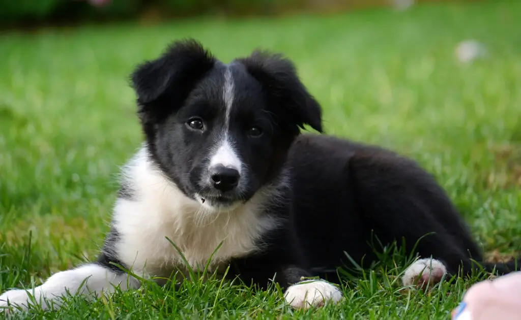 prix border collie 093724 1200 738