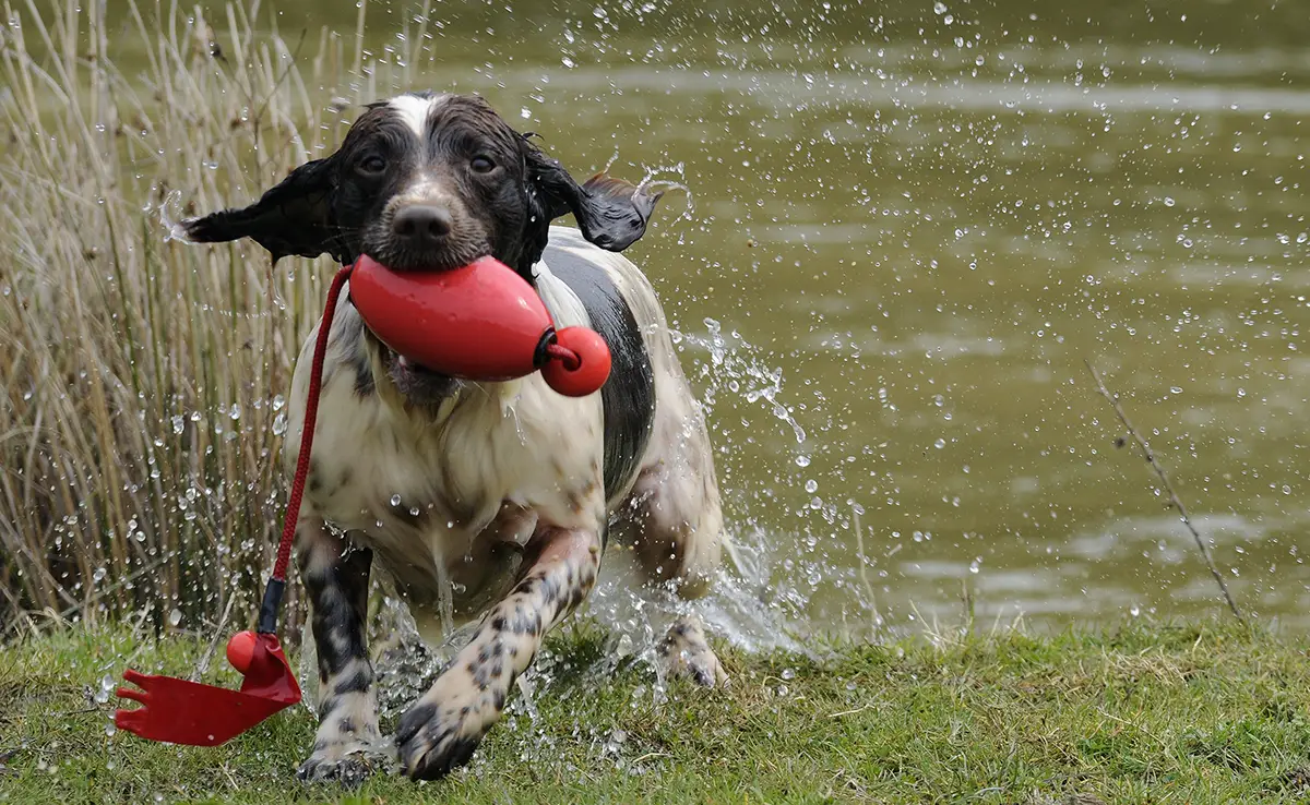 race chien aime eau 102456 1200 738