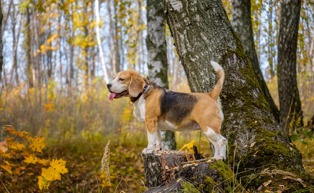 sortie chien foret 083804 1200 738