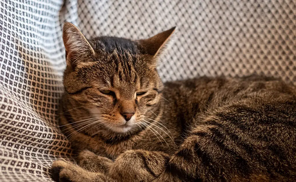 trouble comportement chat age 085115 1200 738