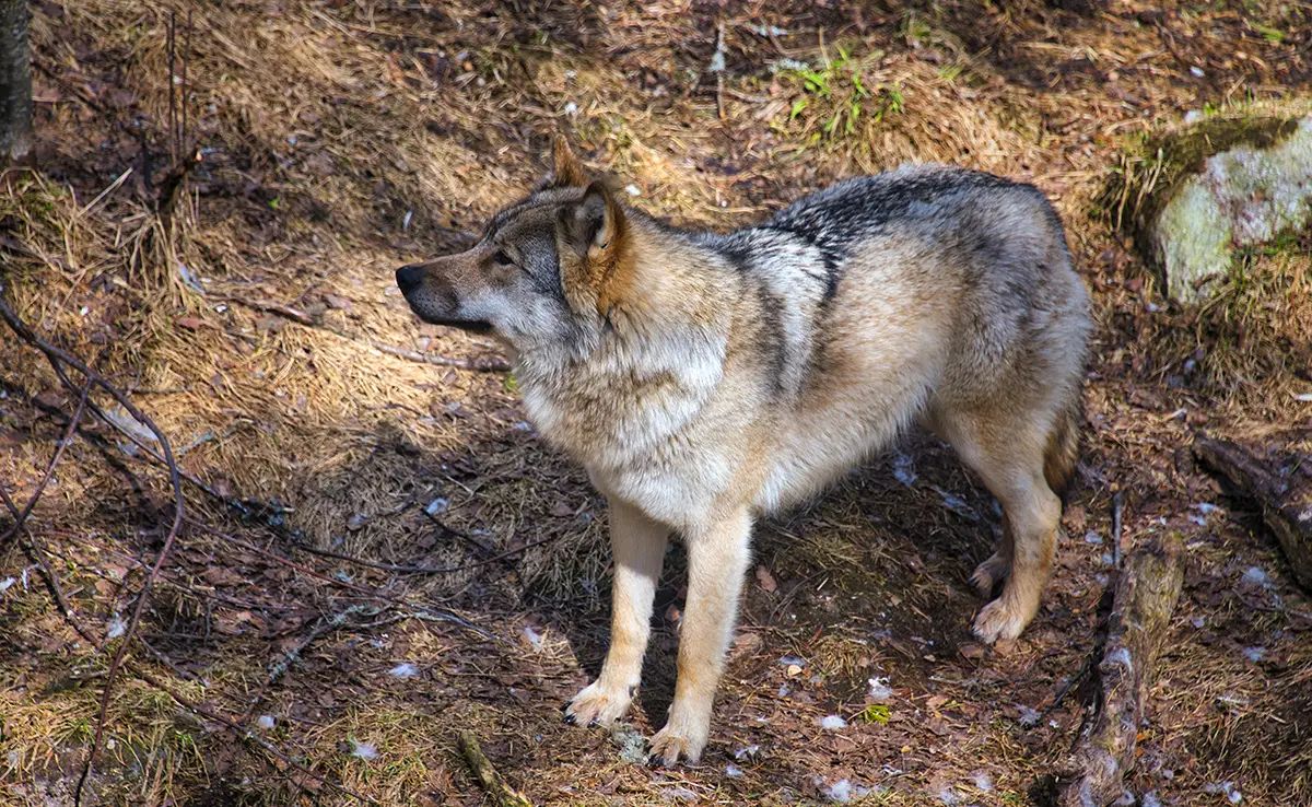 1759305310 distinguer chien loup 064023