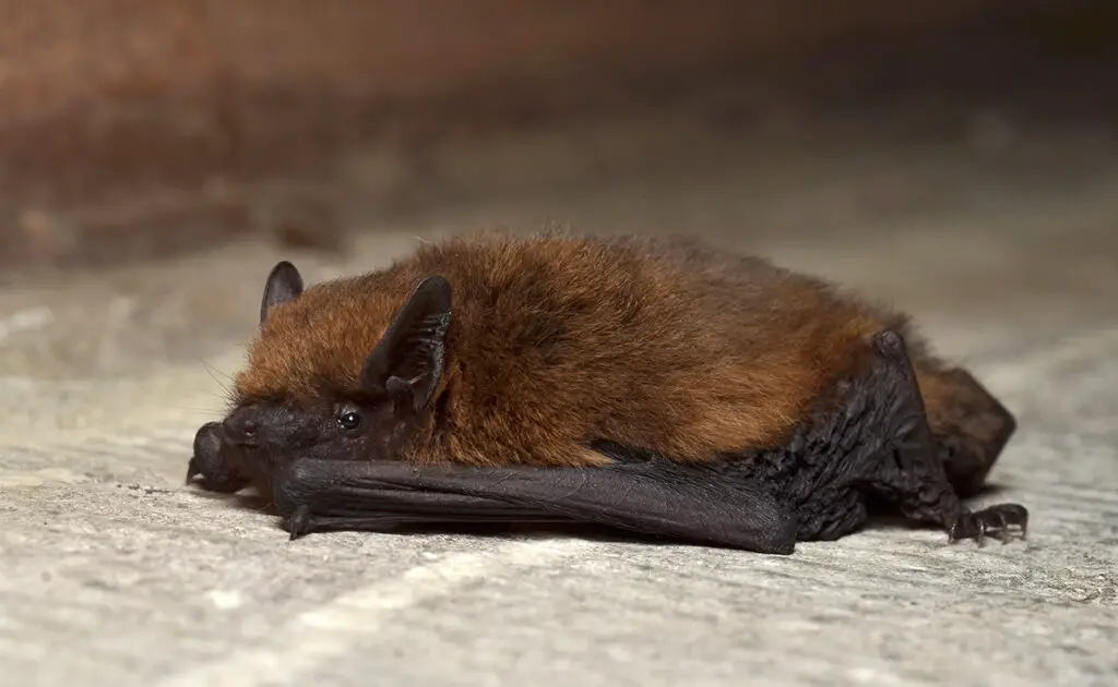 1760511612 hibernation chauve souris 062141