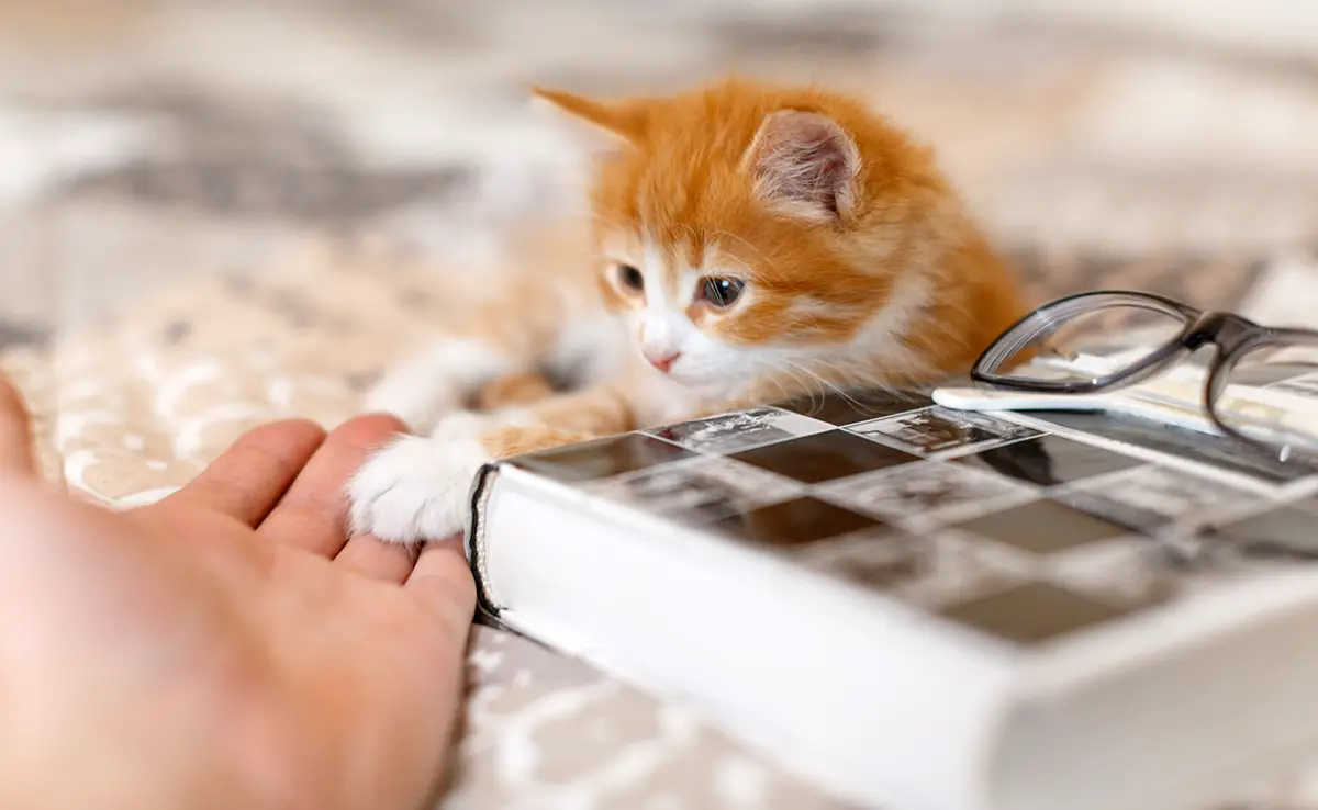 age eduquer chaton 102122 1200 738
