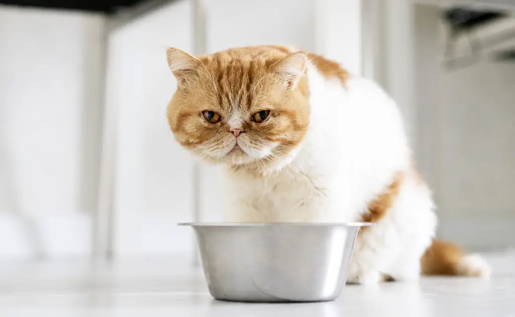 bouillie pour chat 102852 1200 738