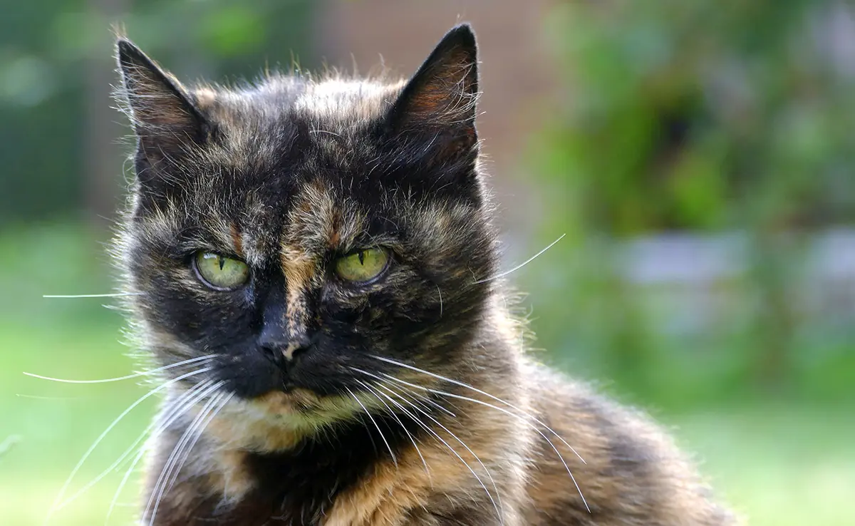 caractere chat ecaille tortue 055424 1200 738