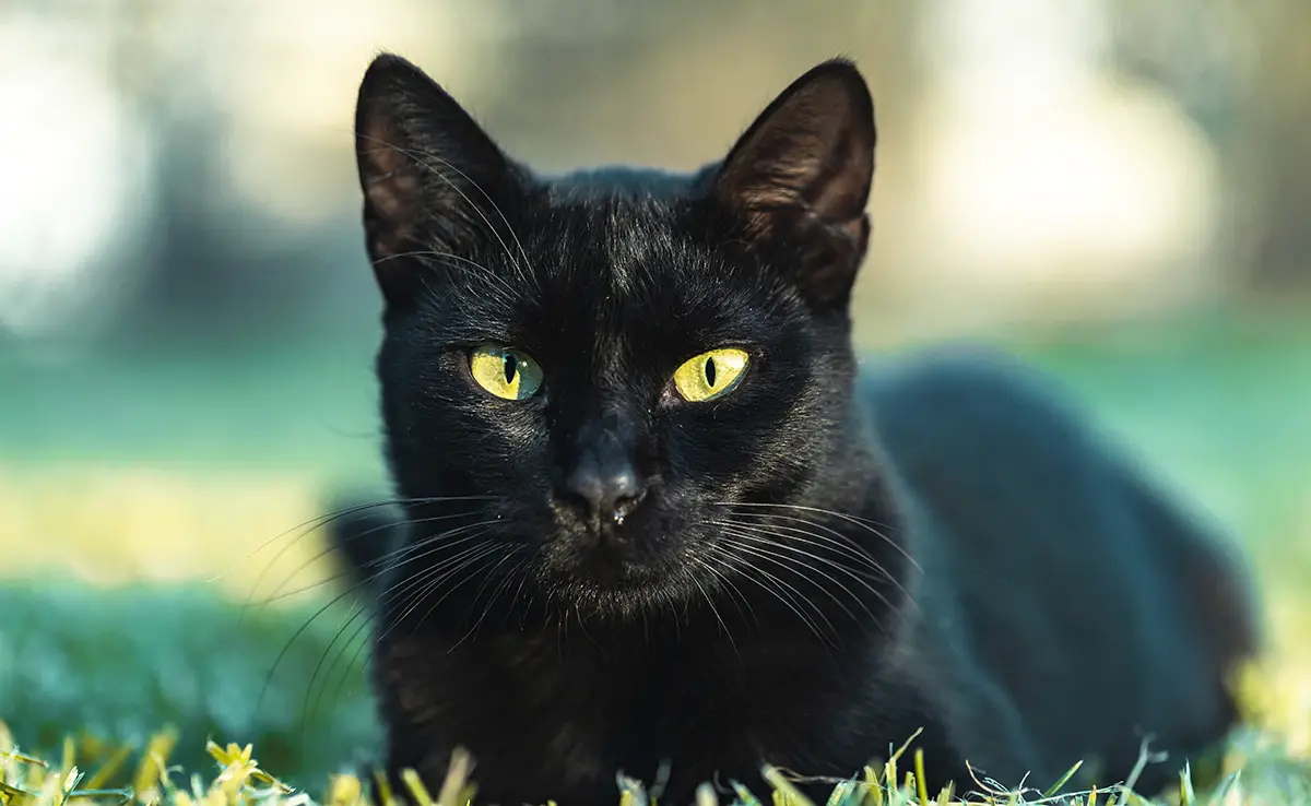 caractere chat noir 063858 1200 738