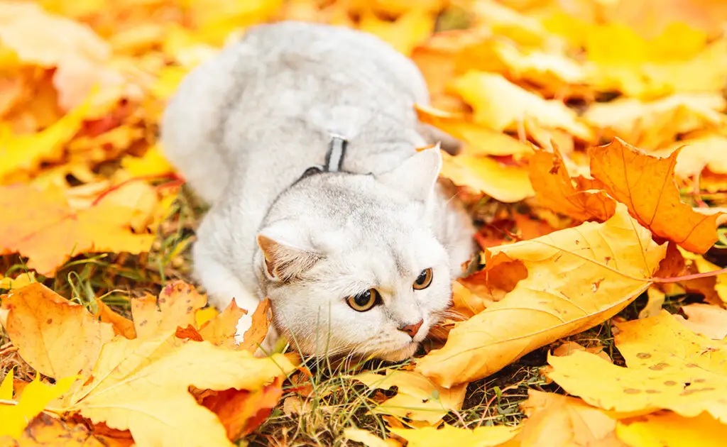 chat automne 062317 1200 738