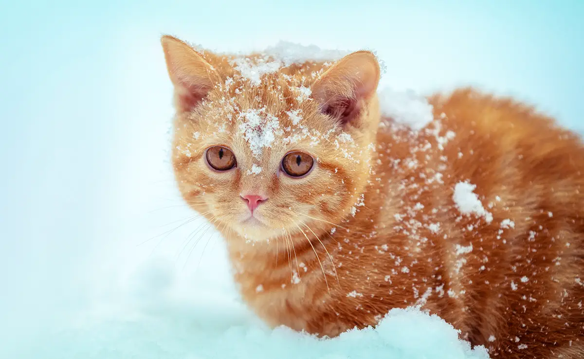 chat froid 085526 1200 738