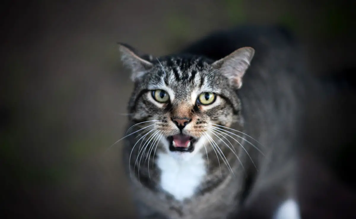 chat peur 060701 1200 738