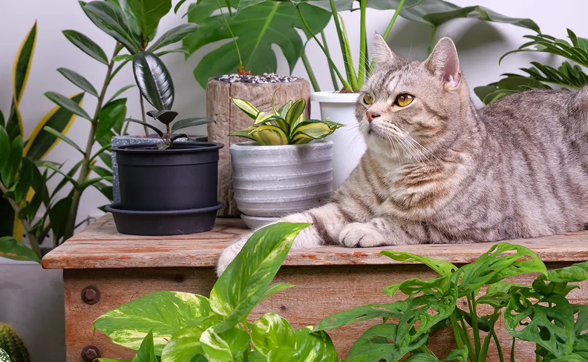 chat plantes toxiques 104036 1200 738