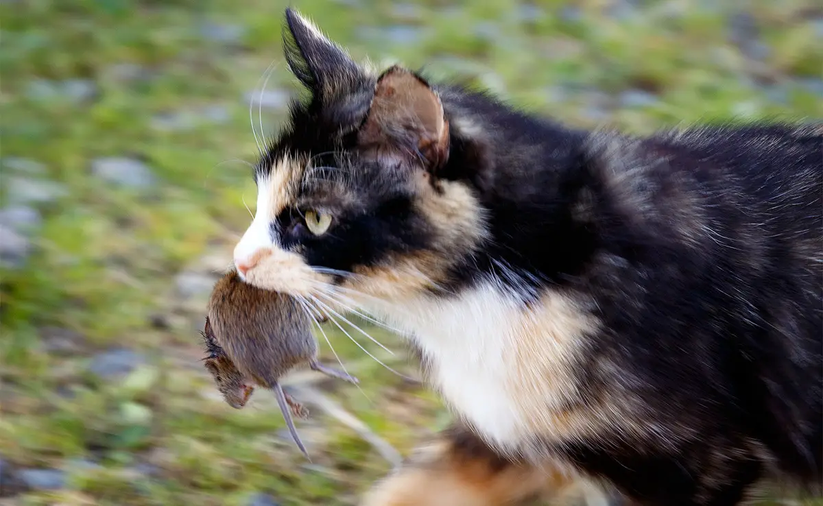 chat souris 065552 1200 738