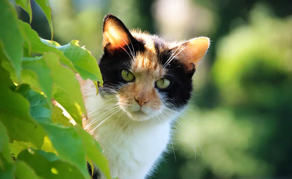 chat tricolore 060439 1200 738