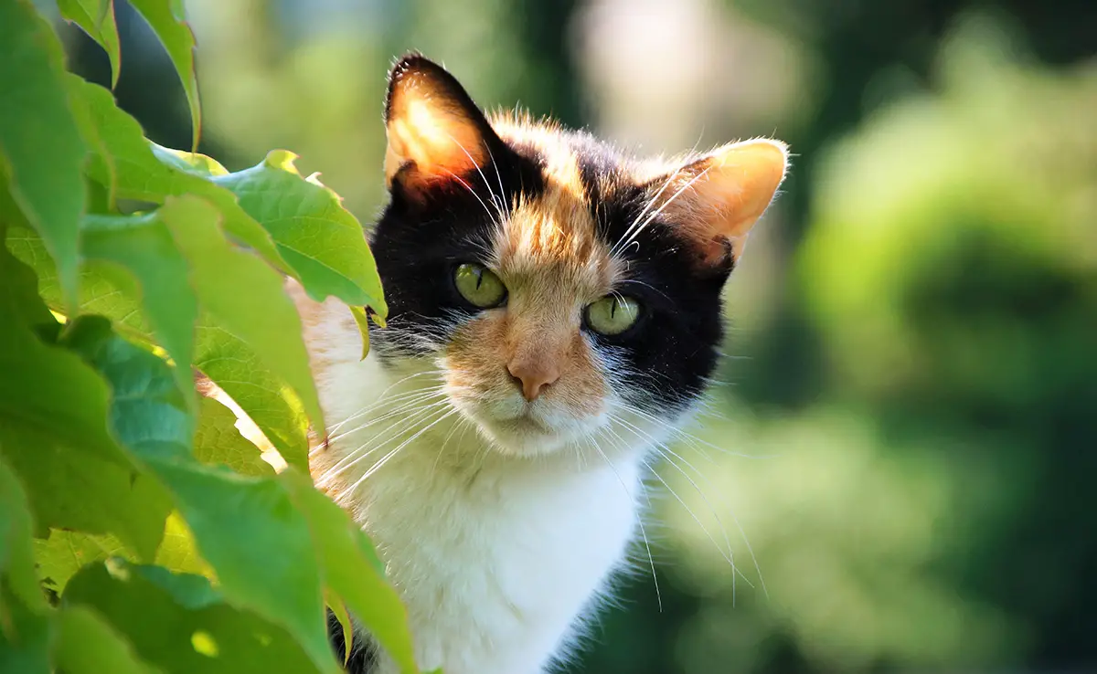 chat tricolore 060439 1200 738