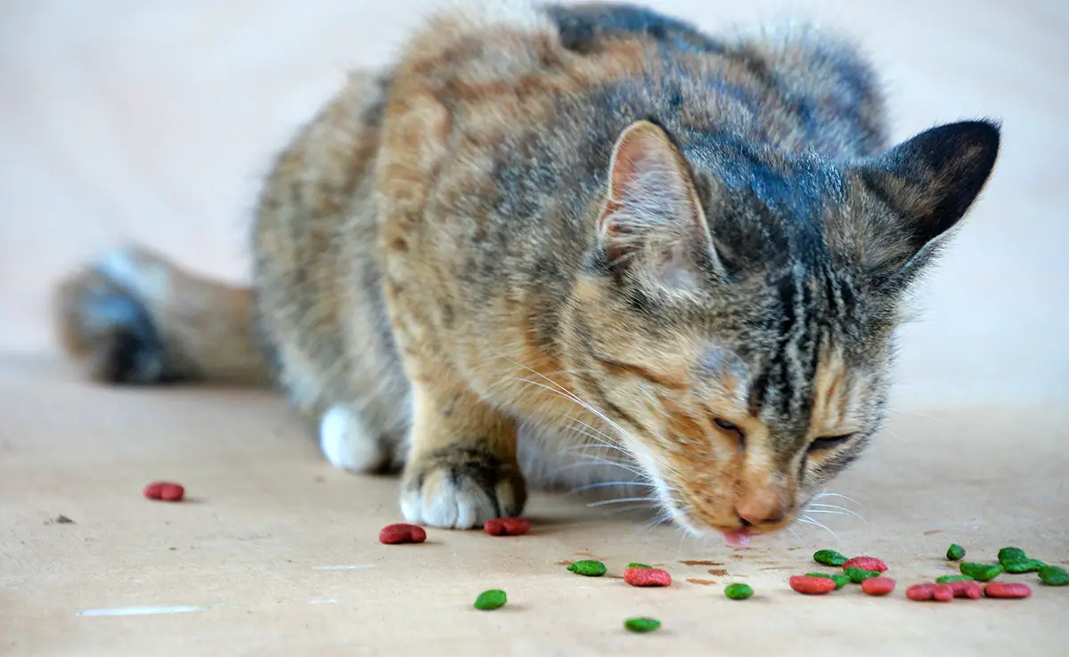 chat vomit croquettes 084916 1200 738