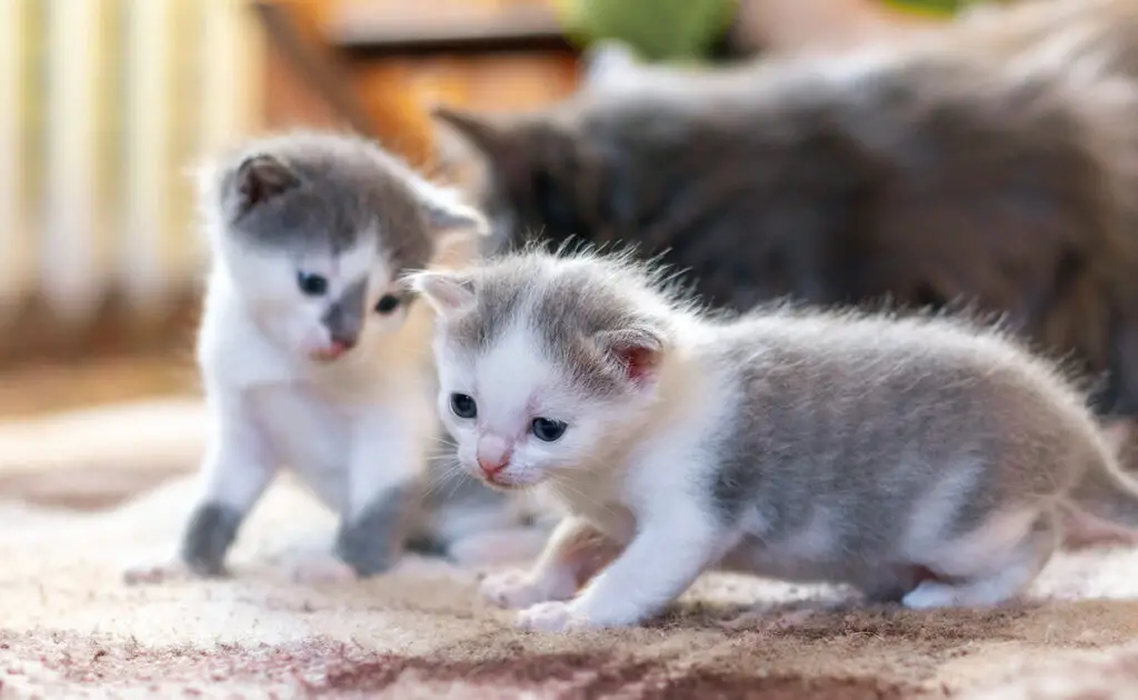 chatte retrouverait pas petits 063550 1200 738