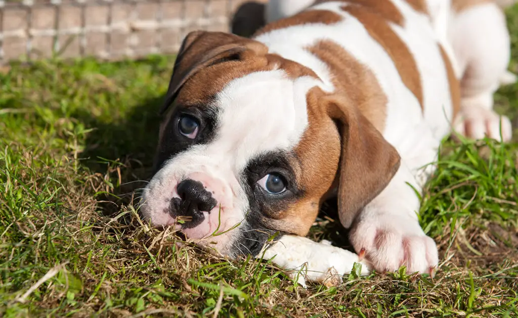 chien betise 061136 1200 738