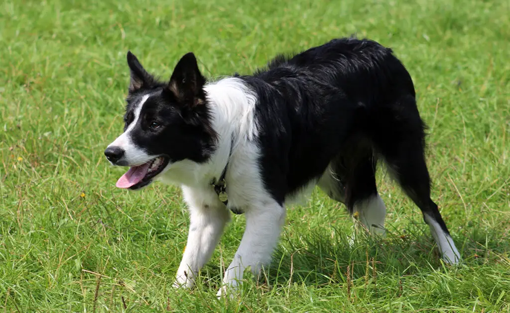 chien intelligent 064329 1200 738