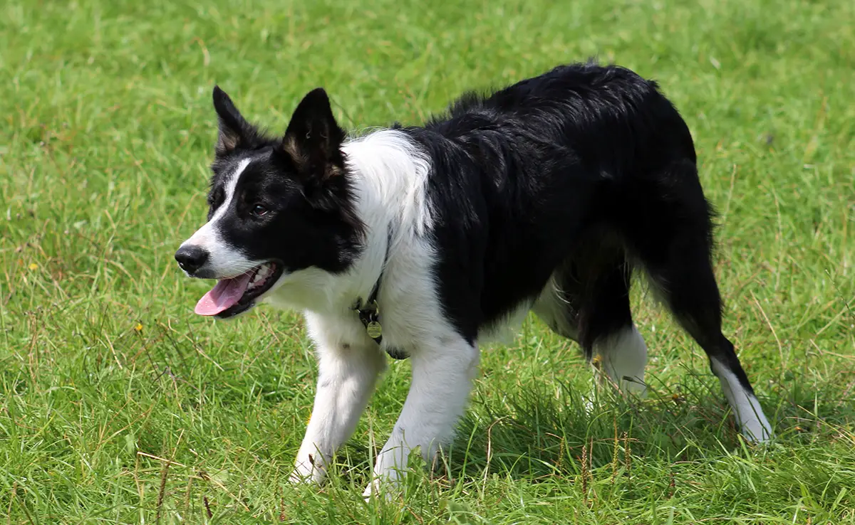 chien intelligent 064329 1200 738
