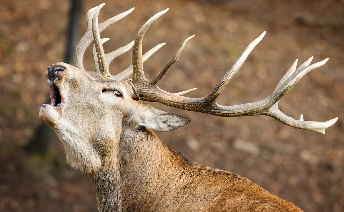Luister naar de hertenbrem in het bos: 10 veiligheidsregels om te respecteren!