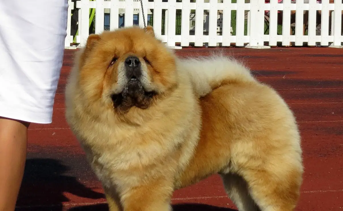 eduquer chow chow 071407 1200 738