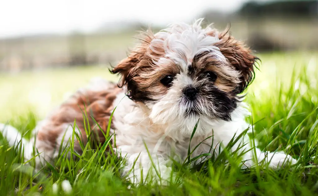 eduquer shih tzu 063549 1200 738