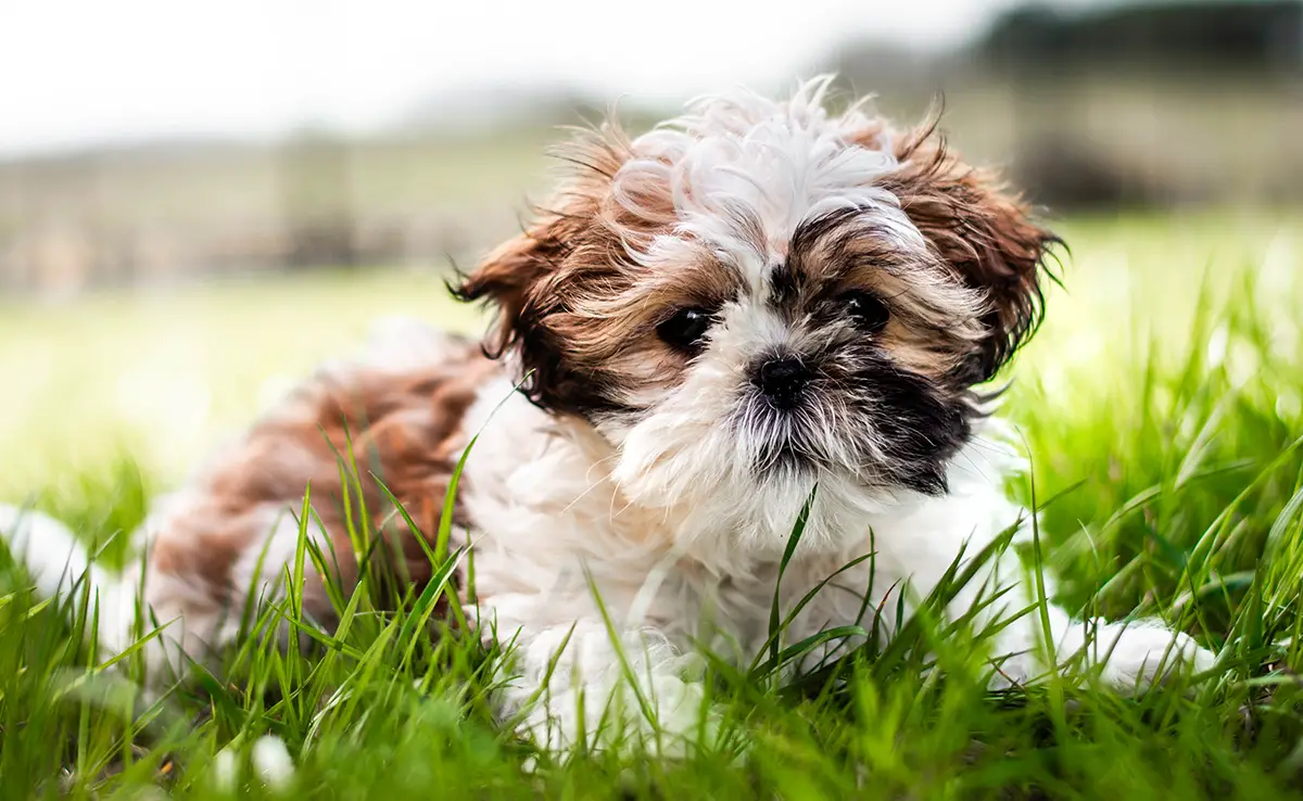 eduquer shih tzu 063549 1200 738