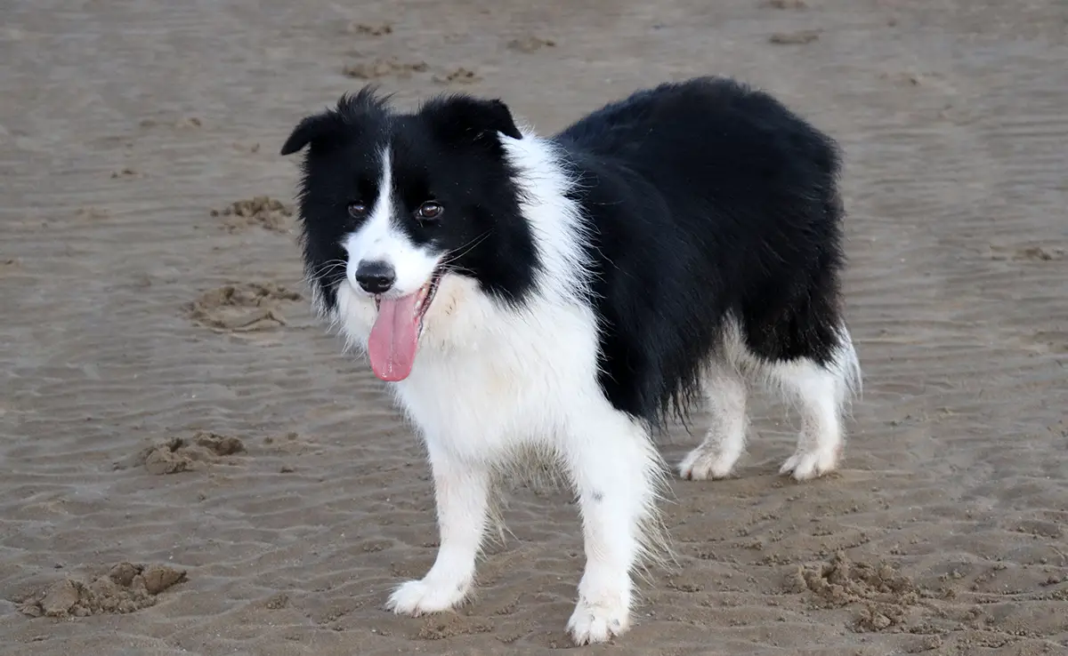 esperance vie border collie 092213 1200 738