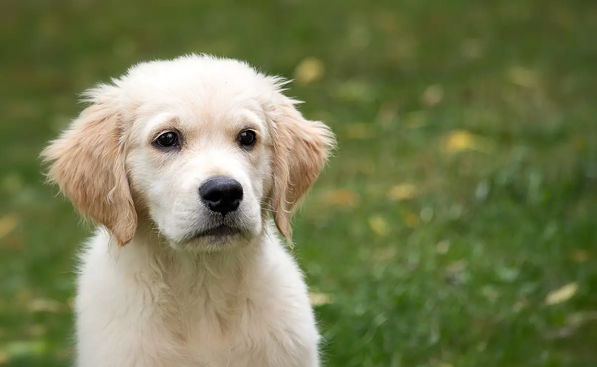 esperance vie golden retriever 070256 1200 738