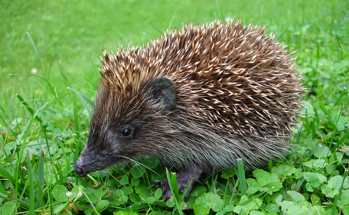 Hoe lang leeft een egel? Welke levensverwachting?