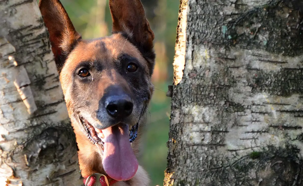 esperance vie malinois 061205 1200 738