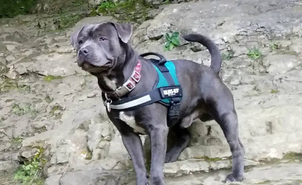 esperance vie staffordshire bull terrier 063747 1200 738
