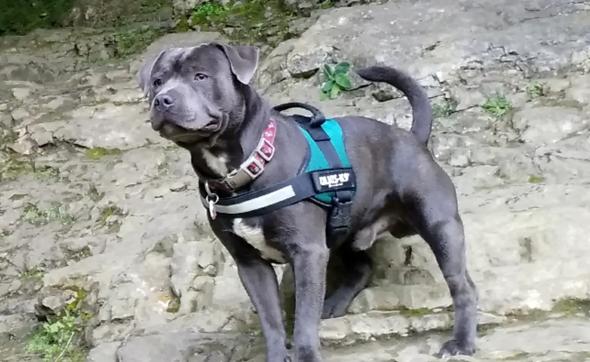 esperance vie staffordshire bull terrier 063747 1200 738