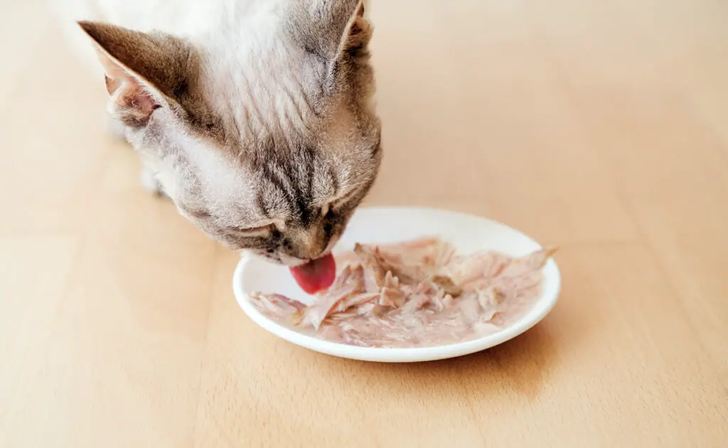 nourrir chat sans industriel 064950 1200 738