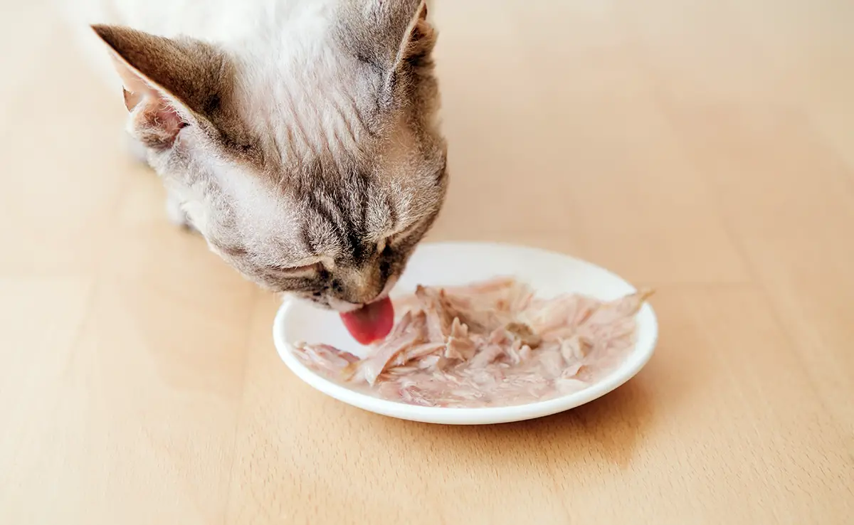 nourrir chat sans industriel 064950 1200 738