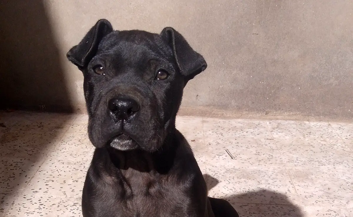 prix cane corso 091158 1200 738