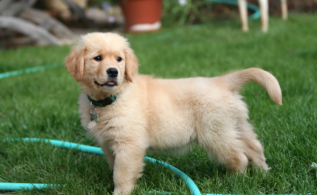 prix golden retriever 095211 1200 738