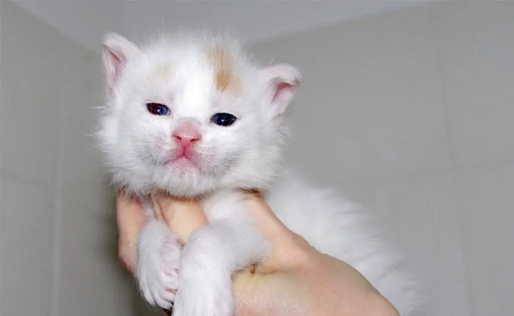 prix maine coon 062556 1200 738