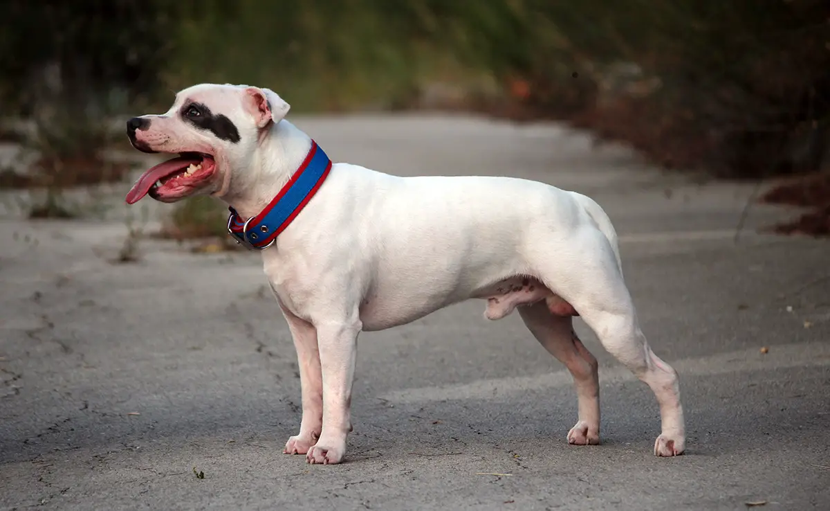 prix staffordshire bull terrier 053312 1200 738
