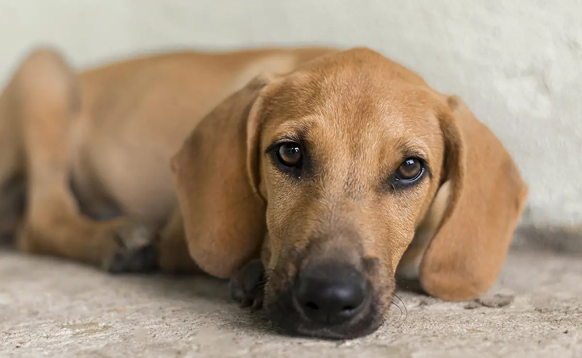 rassurer chien qui a peur 064942 1200 738