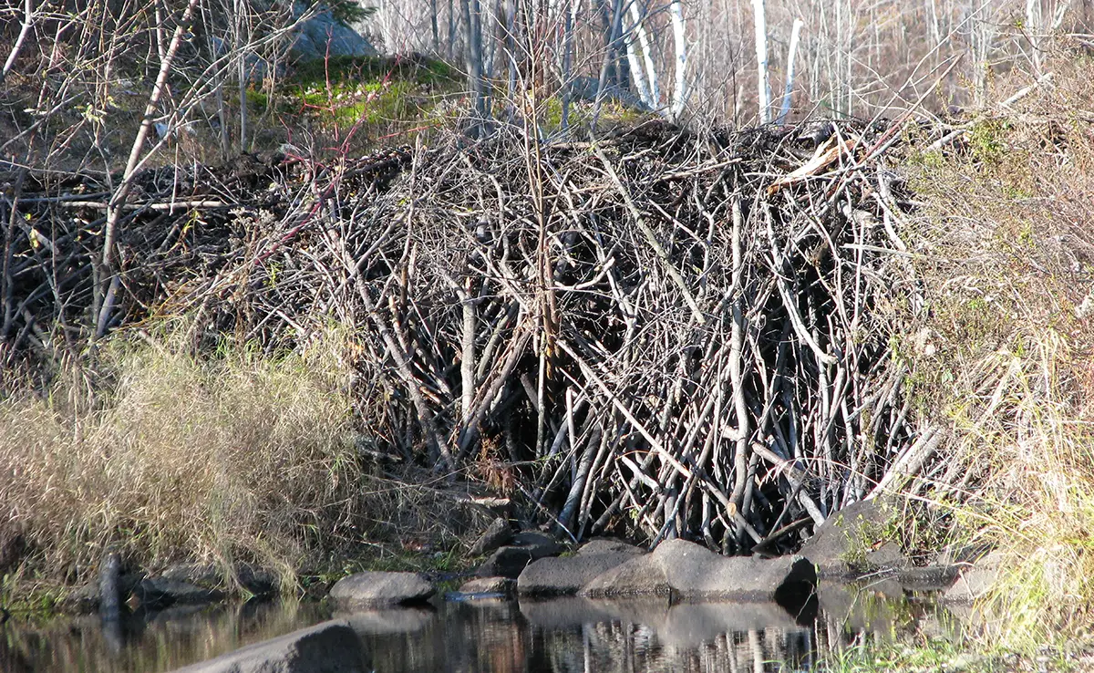 1762588210 barrage castor 063648