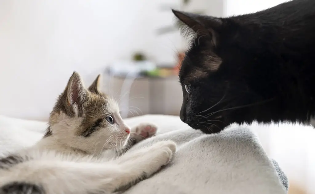 2 chats entendent 063918 1200 738