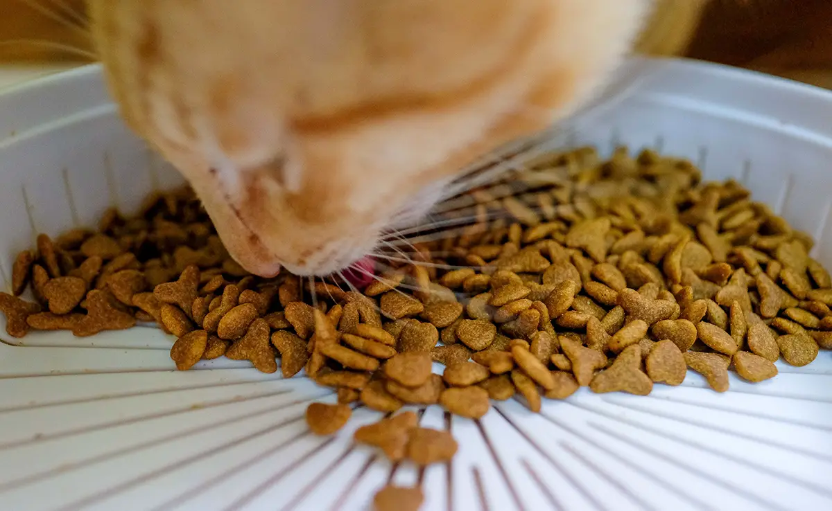 acheter croquettes chat 065133 1200 738