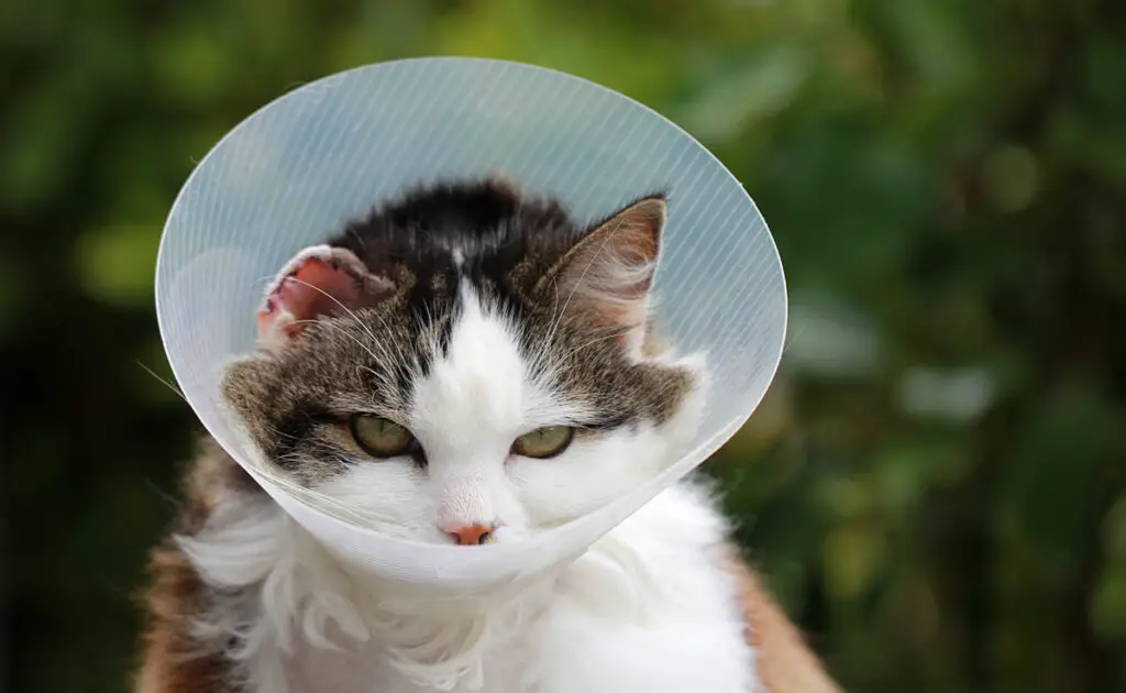 6 alternatieven voor de halsband voor mijn kat! 1 alternatives collerette chat 085308 1200 738