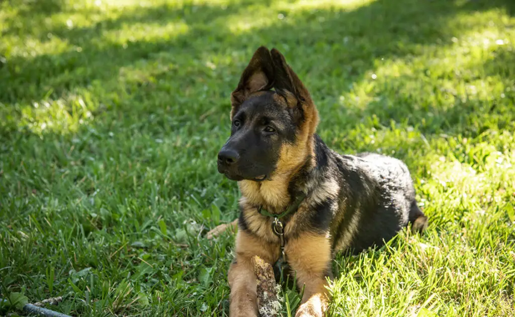 Is de Duitse herder een hond geschikt voor een gezin met jonge kinderen? 2 berger allemand famille enfants 092131 1200 738