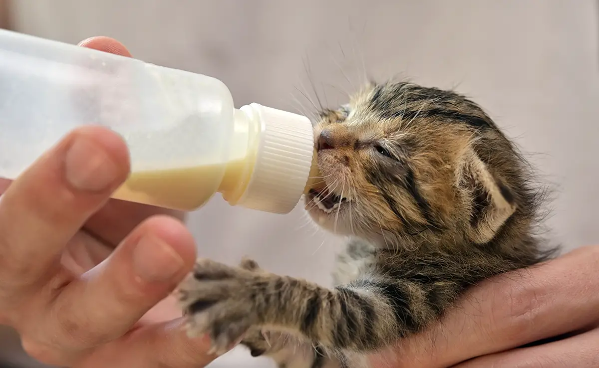 biberon chaton 060827 1200 738