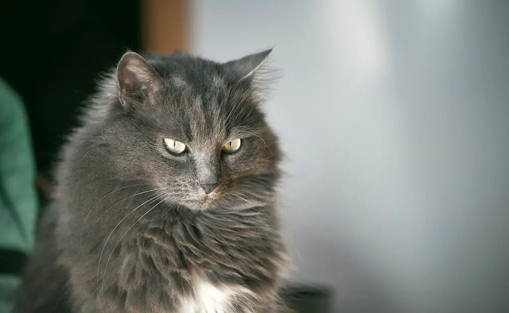 chat aime pas conjoint 064010 1200 738