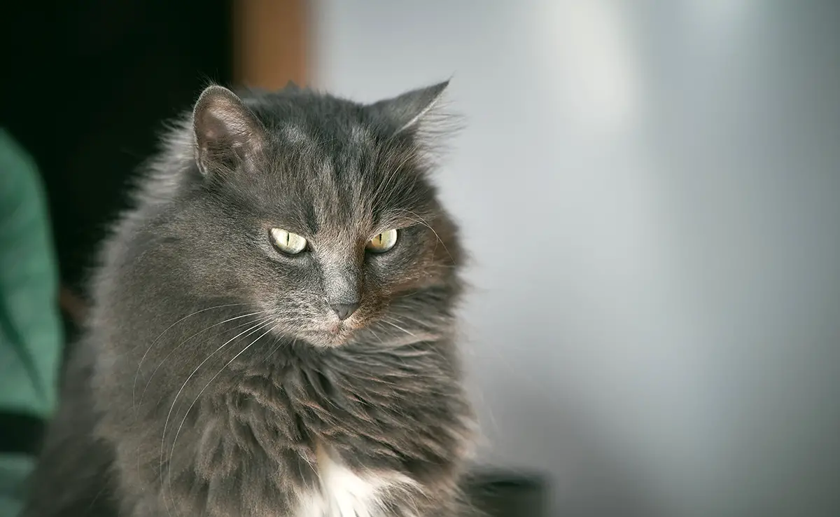 chat aime pas conjoint 064010 1200 738